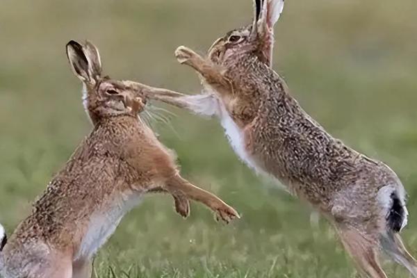 野兔的活动时间，从黄昏开始整夜都会活动