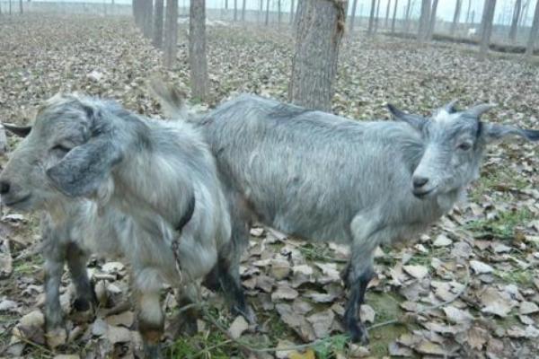 青山羊适合在哪些地方养殖,适合在地势较高、背风向阳的地方养