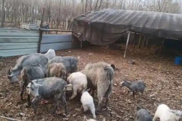 青山羊适合在哪些地方养殖,适合在地势较高、背风向阳的地方养