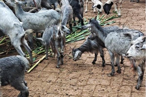 青山羊适合在哪些地方养殖,适合在地势较高、背风向阳的地方养