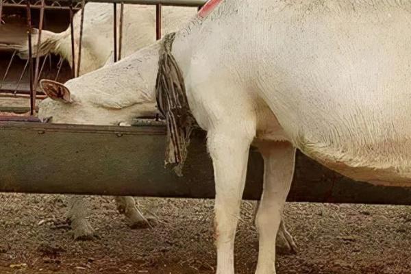 青山羊适合在哪些地方养殖,适合在地势较高、背风向阳的地方养