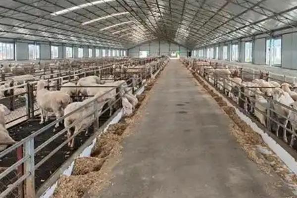 青山羊适合在哪些地方养殖,适合在地势较高、背风向阳的地方养