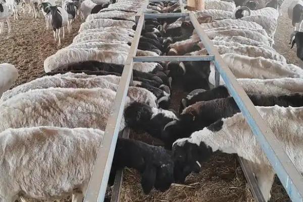 青山羊适合在哪些地方养殖,适合在地势较高、背风向阳的地方养