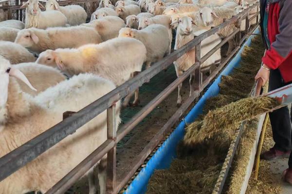 青山羊适合在哪些地方养殖,适合在地势较高、背风向阳的地方养