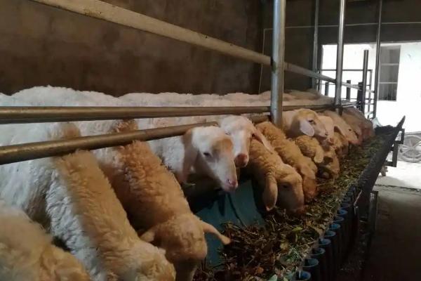 青山羊适合在哪些地方养殖,适合在地势较高、背风向阳的地方养