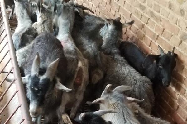 青山羊适合在哪些地方养殖,适合在地势较高、背风向阳的地方养