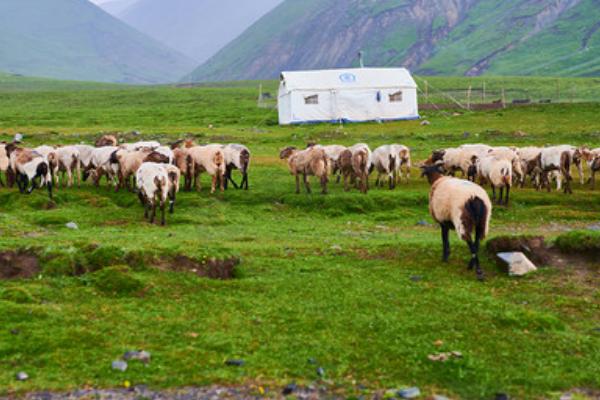 青山羊适合在哪些地方养殖,适合在地势较高、背风向阳的地方养