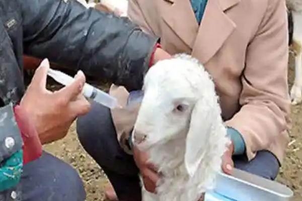 青山羊适合在哪些地方养殖,适合在地势较高、背风向阳的地方养