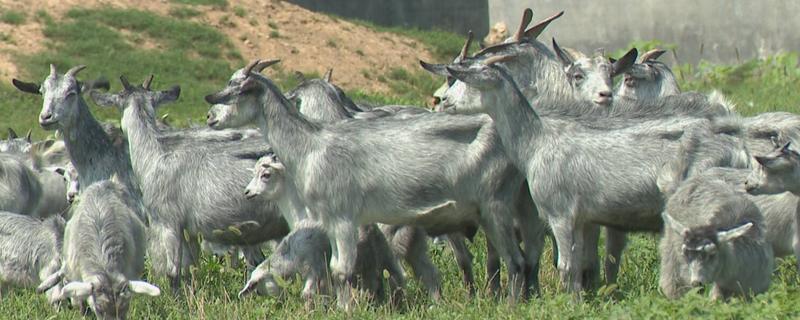 青山羊适合在哪些地方养殖,适合在地势较高、背风向阳的地方养