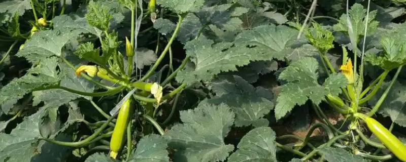 如何管理西葫芦,适宜生活在湿润的地块
