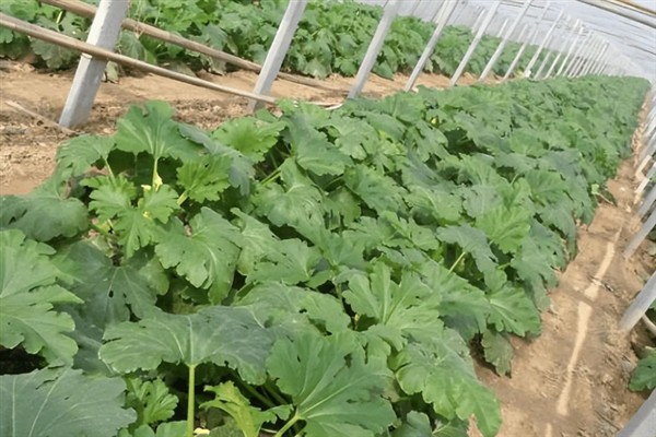 如何管理西葫芦,适宜生活在湿润的地块