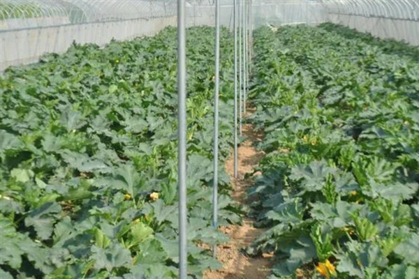 如何管理西葫芦,适宜生活在湿润的地块