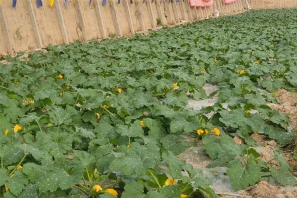 如何管理西葫芦,适宜生活在湿润的地块
