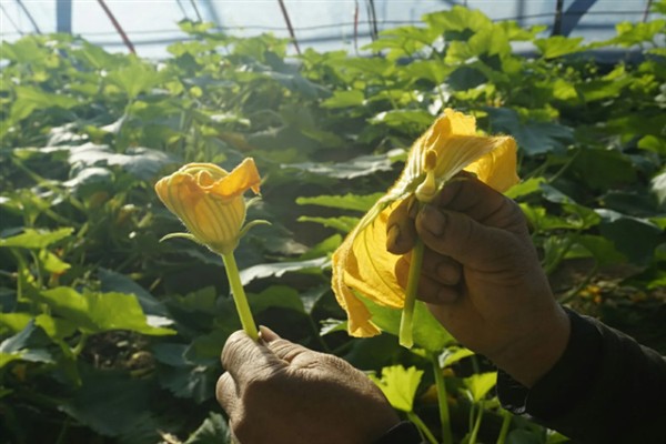 如何管理西葫芦,适宜生活在湿润的地块