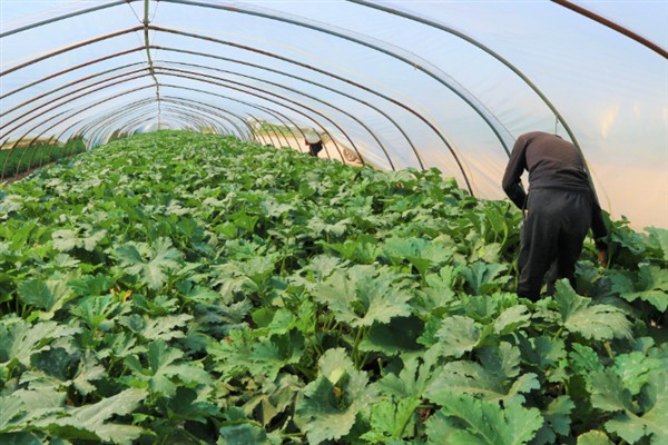 如何管理西葫芦,适宜生活在湿润的地块