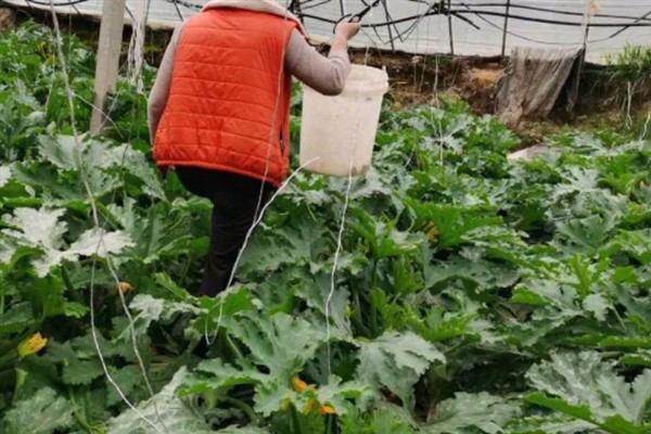 如何管理西葫芦,适宜生活在湿润的地块