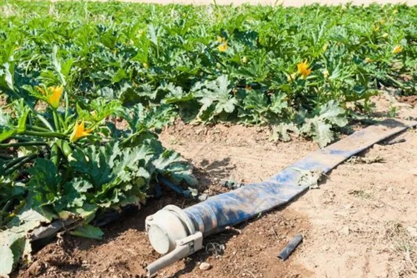 如何管理西葫芦,适宜生活在湿润的地块