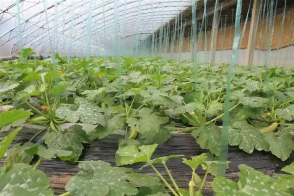 如何管理西葫芦,适宜生活在湿润的地块