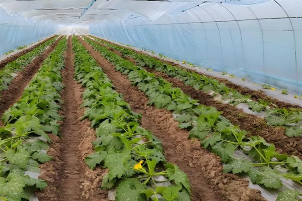 如何管理西葫芦,适宜生活在湿润的地块