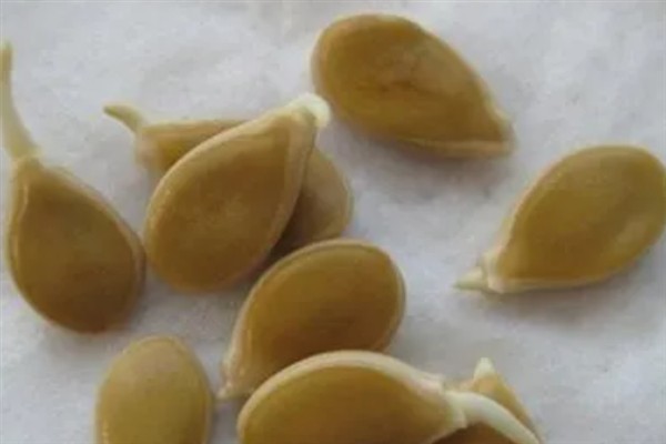 如何管理西葫芦,适宜生活在湿润的地块