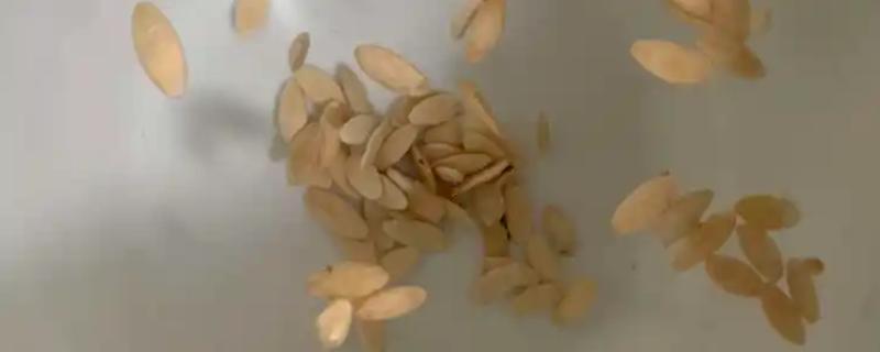 黄瓜种子的催芽方法,分为温汤种法、药液处理等