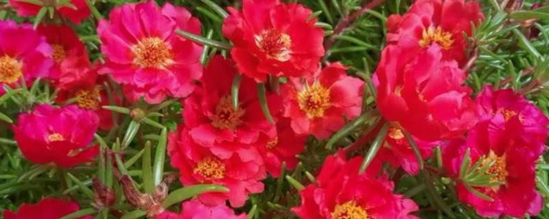 太阳花一天当中有什么变化，清晨开放、正午转动花盘、晚上会弯曲