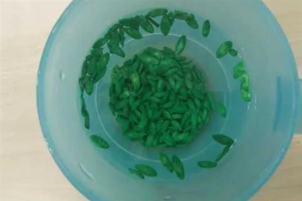 黄瓜种子的催芽方法,分为温汤种法、药液处理等