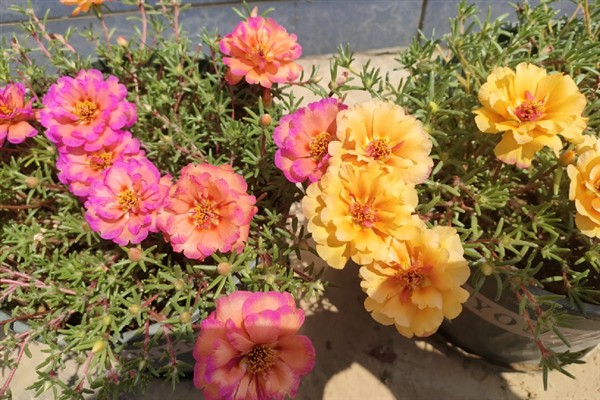 太阳花一天当中有什么变化，清晨开放、正午转动花盘、晚上会弯曲