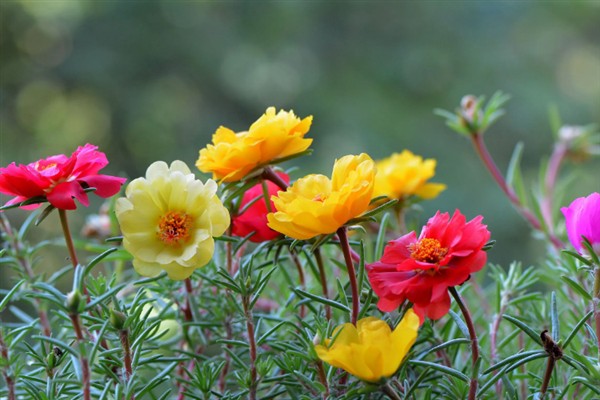 太阳花一天当中有什么变化，清晨开放、正午转动花盘、晚上会弯曲