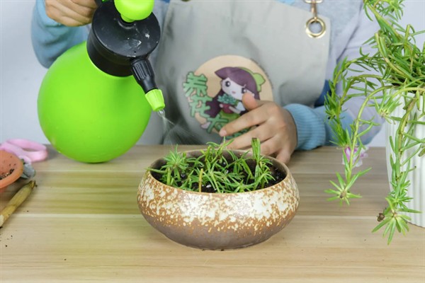 太阳花一天当中有什么变化，清晨开放、正午转动花盘、晚上会弯曲