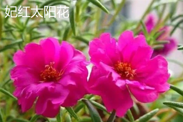 太阳花一天当中有什么变化，清晨开放、正午转动花盘、晚上会弯曲