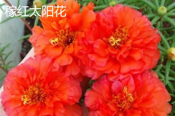 太阳花一天当中有什么变化，清晨开放、正午转动花盘、晚上会弯曲