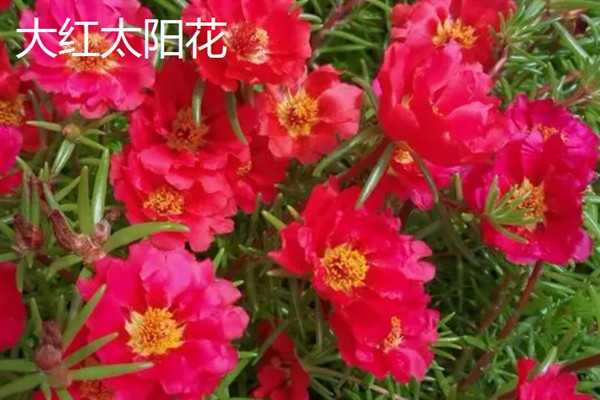 太阳花一天当中有什么变化，清晨开放、正午转动花盘、晚上会弯曲