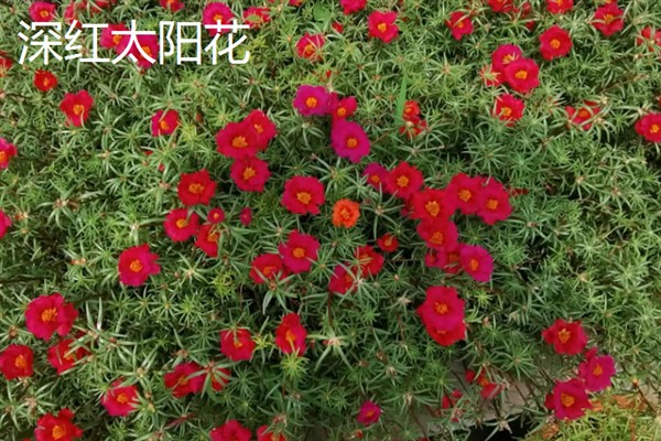 太阳花一天当中有什么变化，清晨开放、正午转动花盘、晚上会弯曲