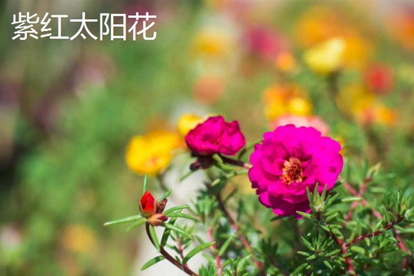 太阳花一天当中有什么变化，清晨开放、正午转动花盘、晚上会弯曲