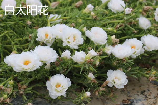 太阳花一天当中有什么变化，清晨开放、正午转动花盘、晚上会弯曲