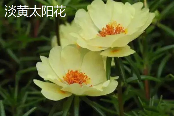 太阳花一天当中有什么变化，清晨开放、正午转动花盘、晚上会弯曲