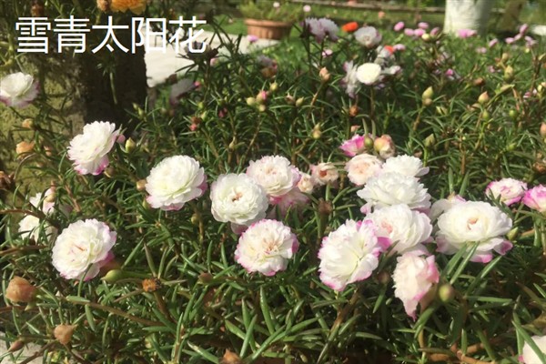 太阳花一天当中有什么变化，清晨开放、正午转动花盘、晚上会弯曲