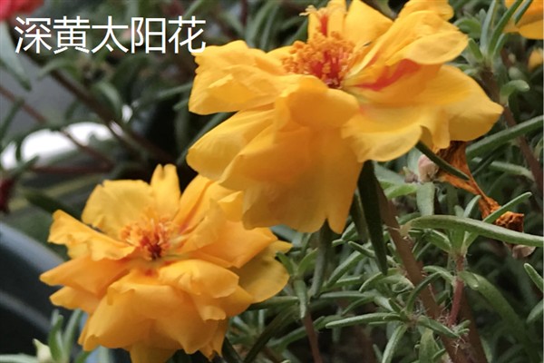 太阳花一天当中有什么变化，清晨开放、正午转动花盘、晚上会弯曲