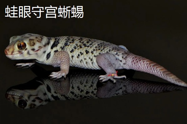 宠物蜥蜴的品种，新手适合选择豹纹守宫蜥蜴、蛙眼守宫蜥蜴等品种