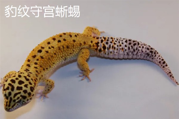 宠物蜥蜴的品种，新手适合选择豹纹守宫蜥蜴、蛙眼守宫蜥蜴等品种