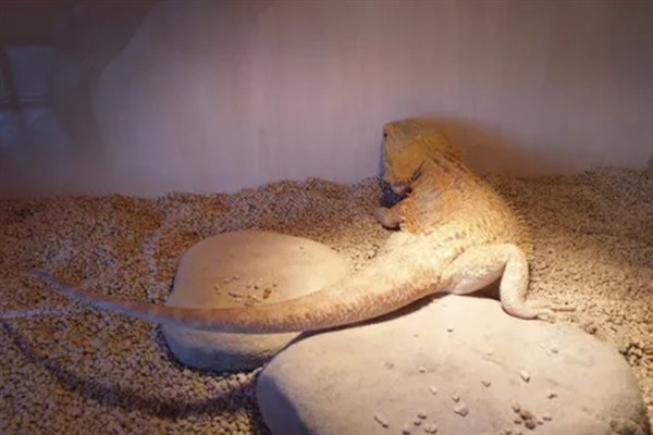 宠物蜥蜴的品种，新手适合选择豹纹守宫蜥蜴、蛙眼守宫蜥蜴等品种