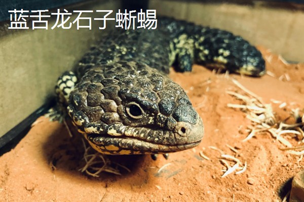 宠物蜥蜴的品种，新手适合选择豹纹守宫蜥蜴、蛙眼守宫蜥蜴等品种
