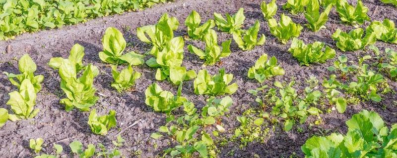 对蔬菜使用有机肥的方法，搭配生物肥一起使用效果更好