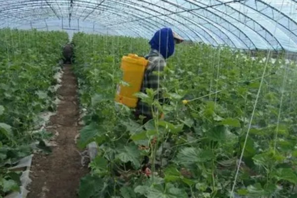 对蔬菜使用有机肥的方法，搭配生物肥一起使用效果更好