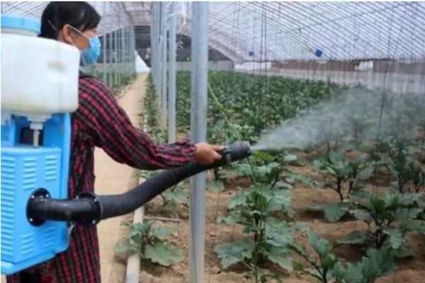 对蔬菜使用有机肥的方法，搭配生物肥一起使用效果更好