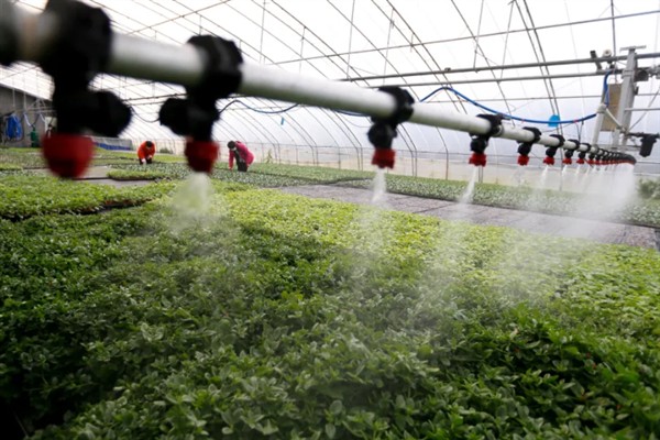 对蔬菜使用有机肥的方法，搭配生物肥一起使用效果更好