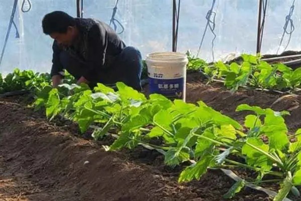 对蔬菜使用有机肥的方法，搭配生物肥一起使用效果更好