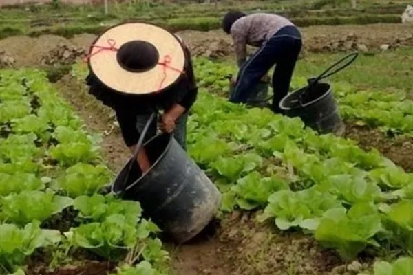 对蔬菜使用有机肥的方法，搭配生物肥一起使用效果更好