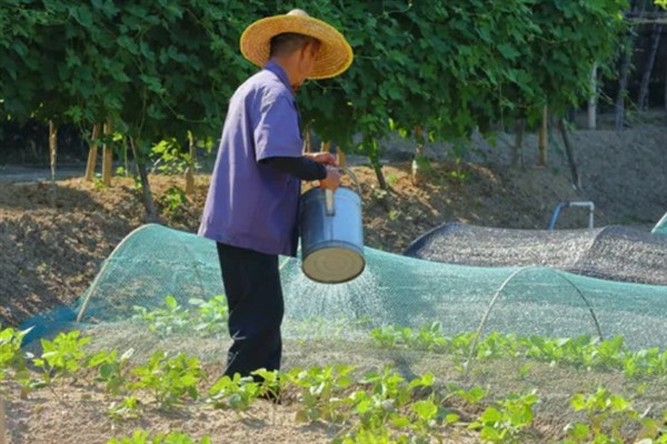 对蔬菜使用有机肥的方法，搭配生物肥一起使用效果更好
